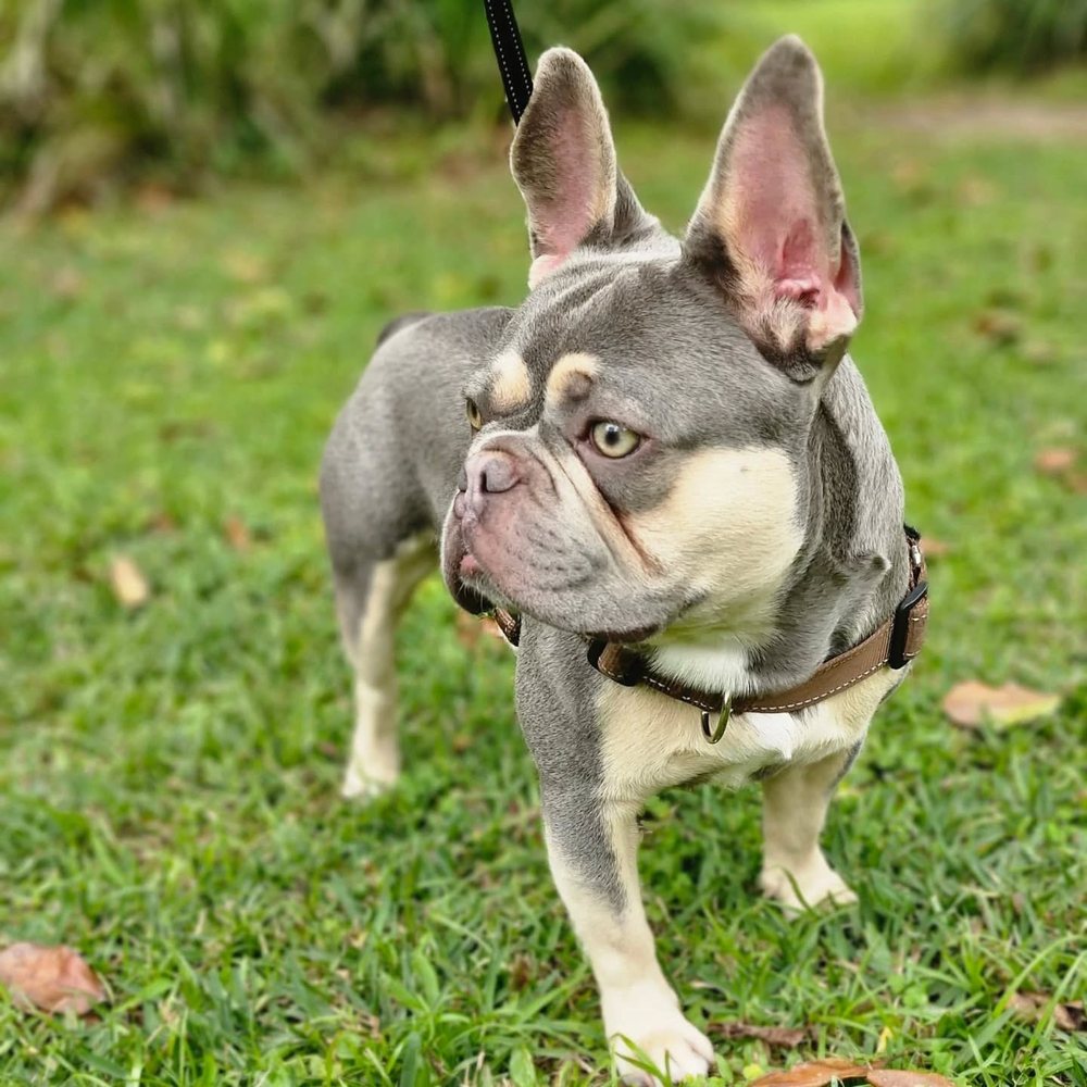Hendrix, the world's first purebred French Bulldog with zero copies of the screwtail gene DVL2