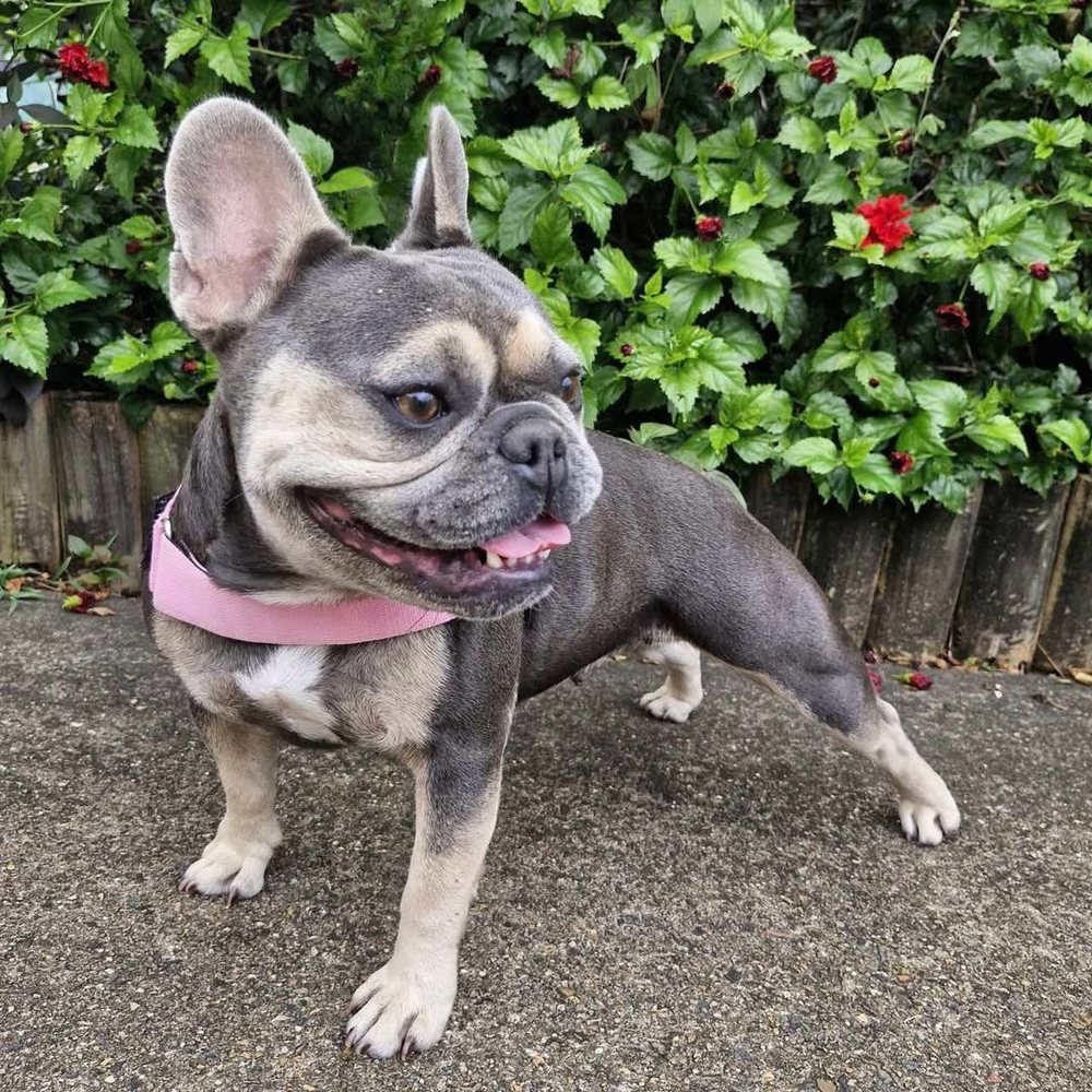 Blue and tan French Bulldog standing in front of a hibiscus hedge