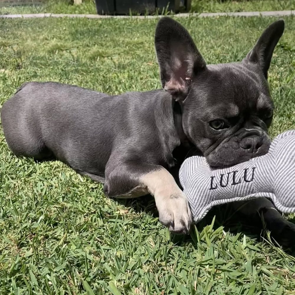 Blue French Bulldog lying on grass resting on a toy bone