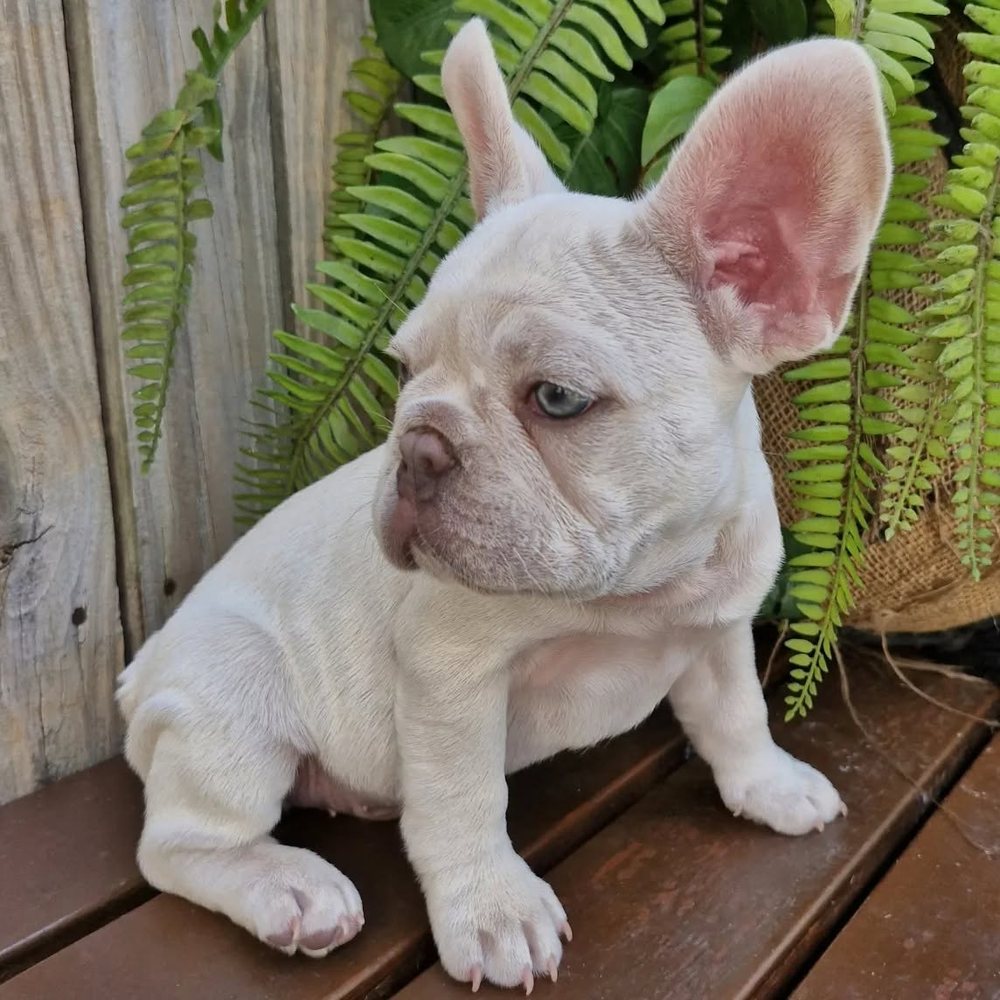 Platinum French Bulldog puppy sitting on a deck beside a fern