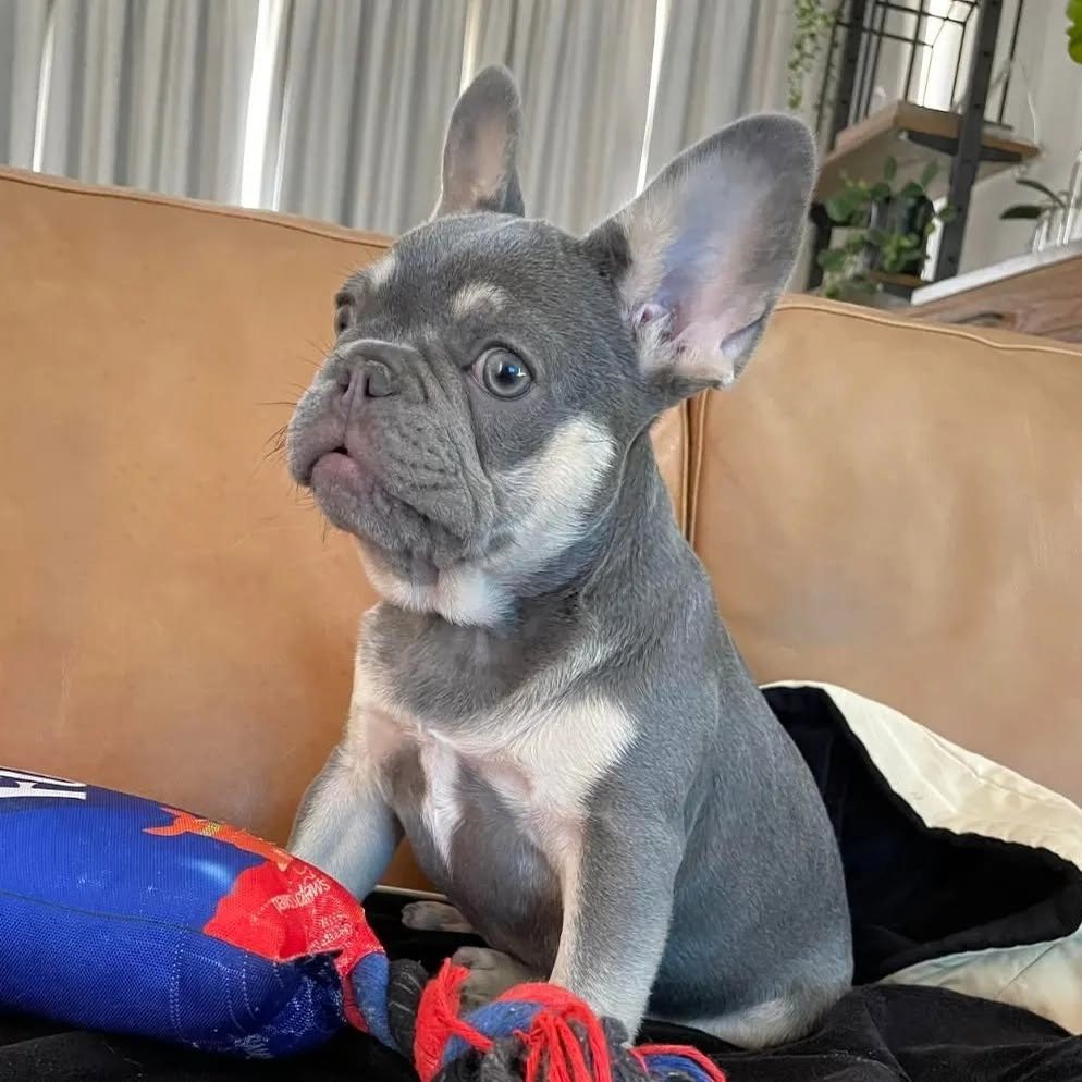 Blue French Bulldog puppy sitting on a lounge with a toy