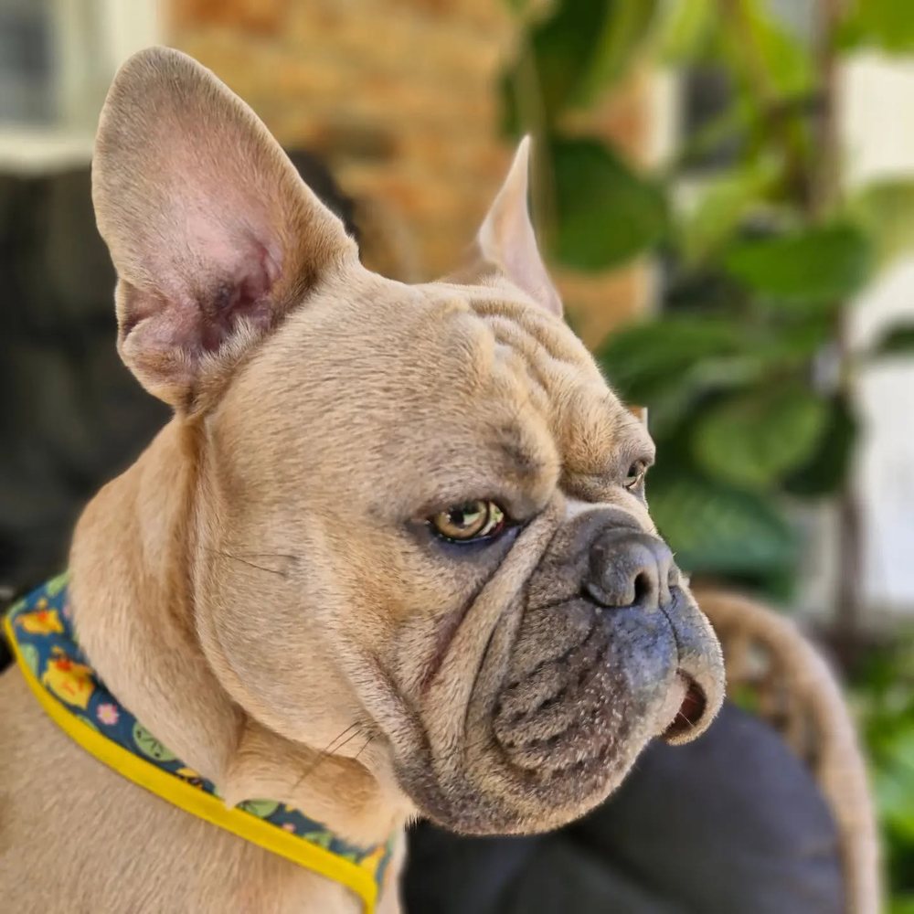Fawn French Bulldog head study showing a moderate muzzle