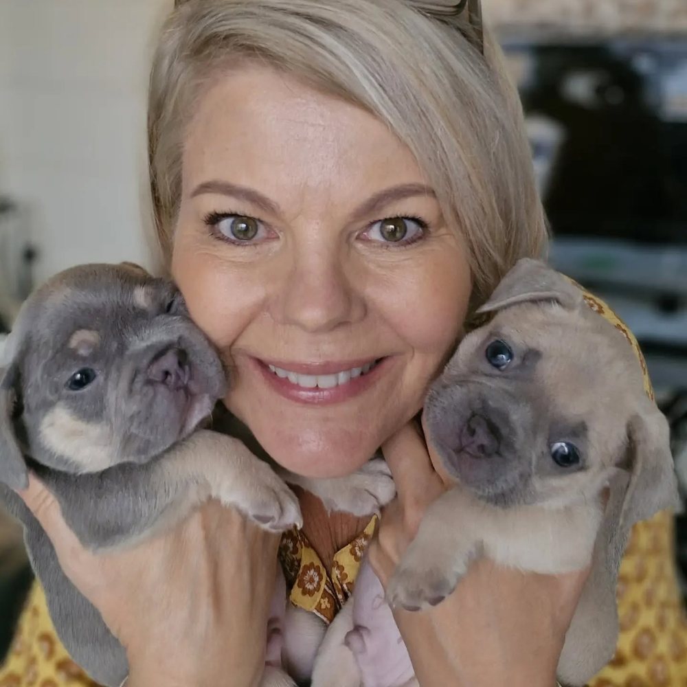 Two blue French Bulldog puppies held up to the camera