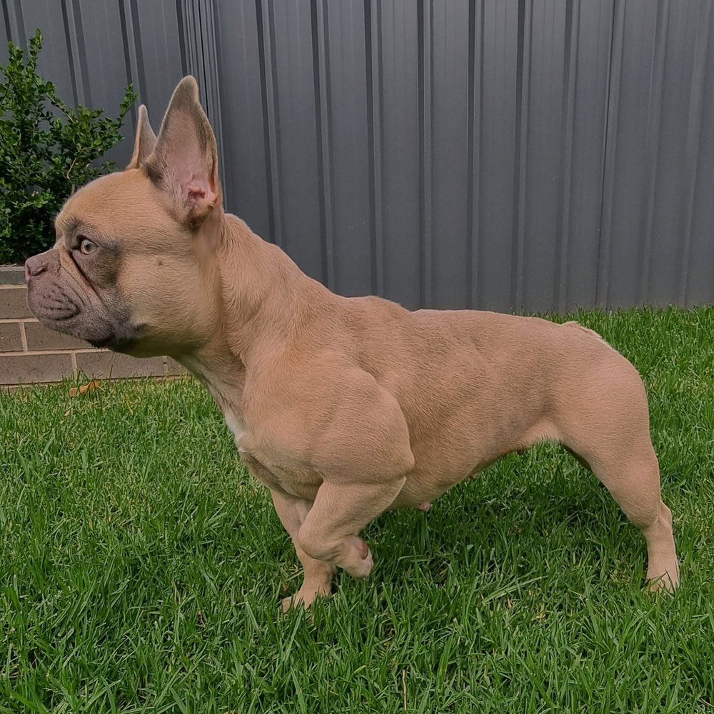 Fawn French Bulldog standing in profile on grass