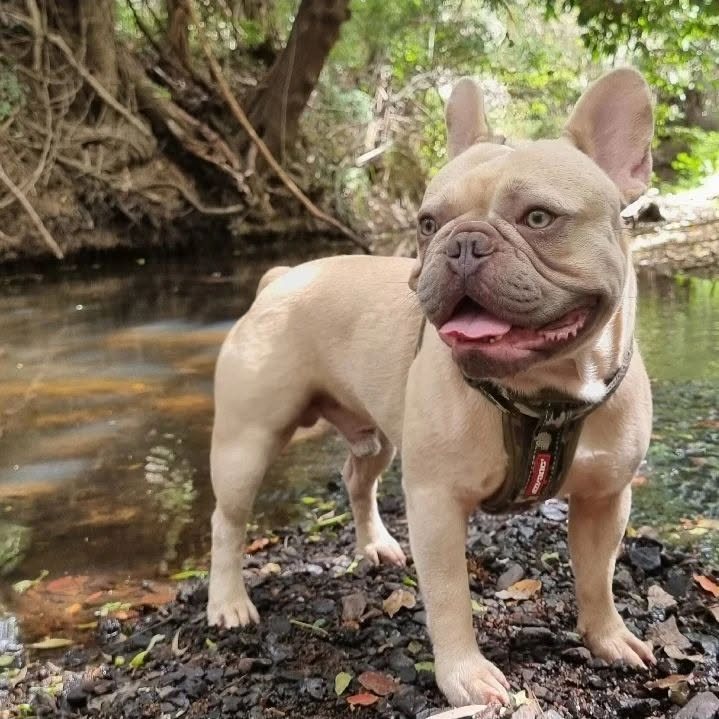Lilac fawn French Bulldog standing on rocks beside a creek