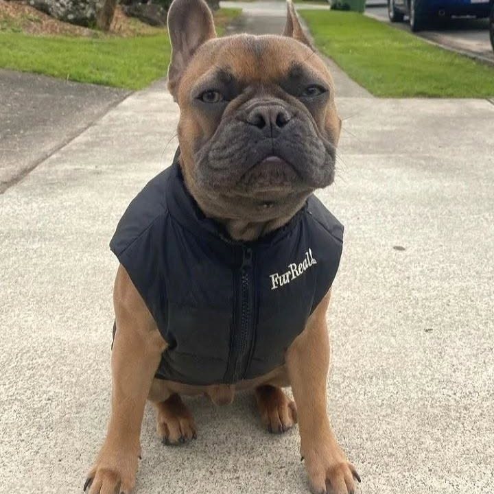 Fawn French Bulldog sitting on a driveway wearing a vest