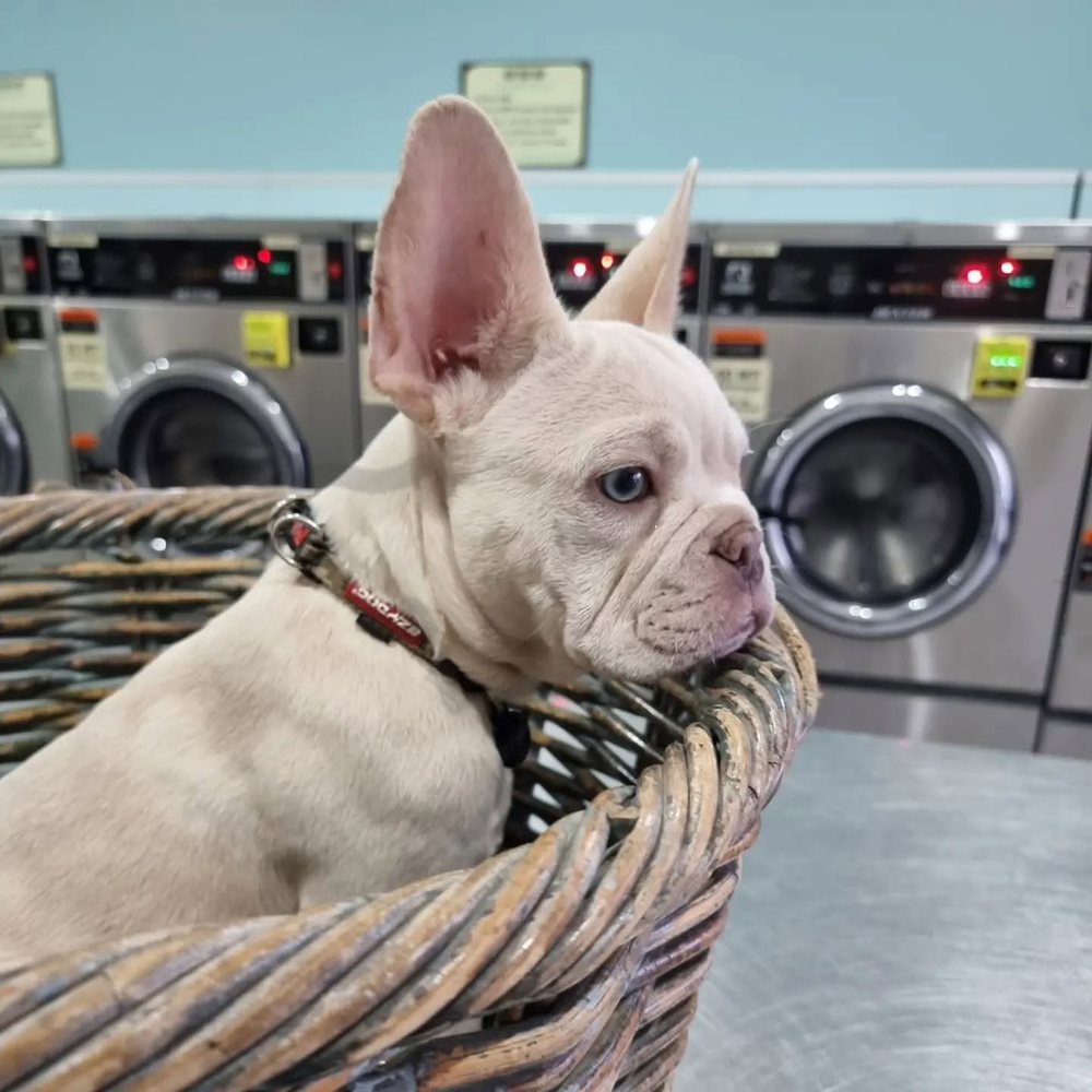 Platinum French Bulldog sitting in a basket at a laundromat