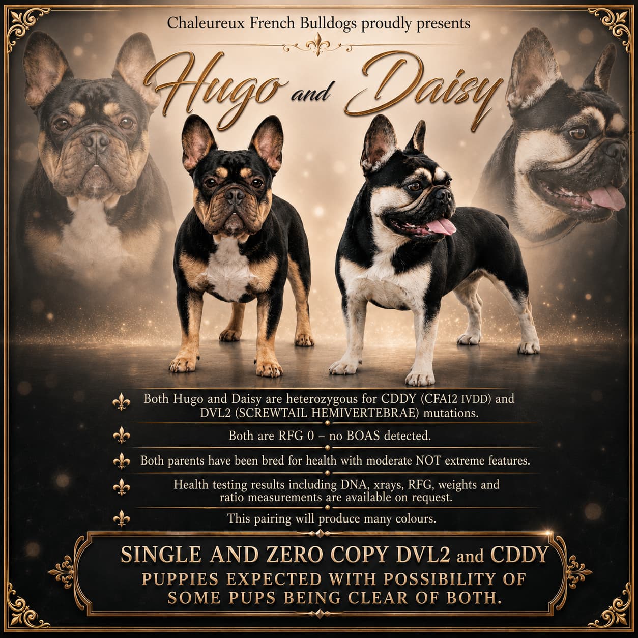 Chaleureux French Bulldogs presents the upcoming breeding of Hugo and Daisy Bell
