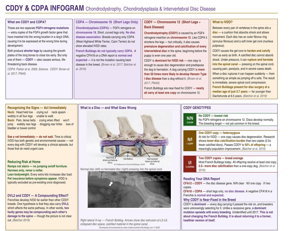 CDDY and CDPA Infogram explaining chondrodystrophy and intervertebral disc disease in French Bulldogs