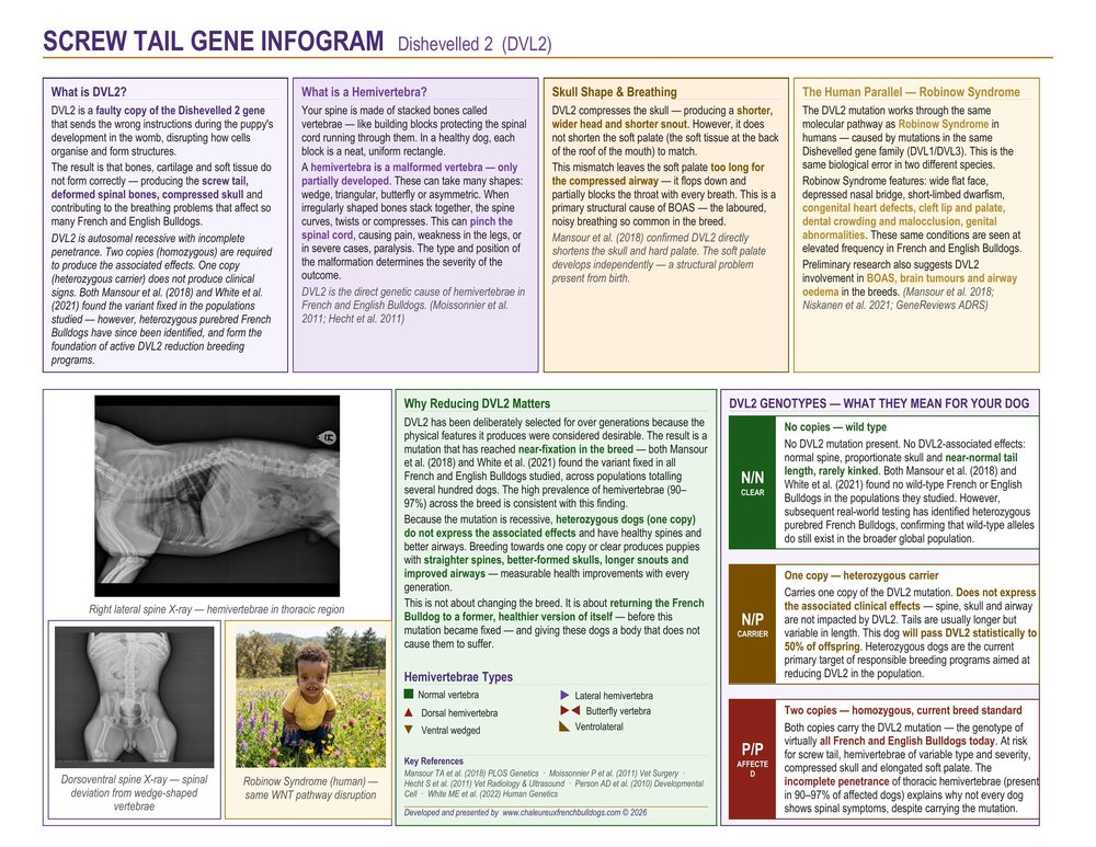 Screw Tail Gene Infogram explaining DVL2 in French Bulldogs