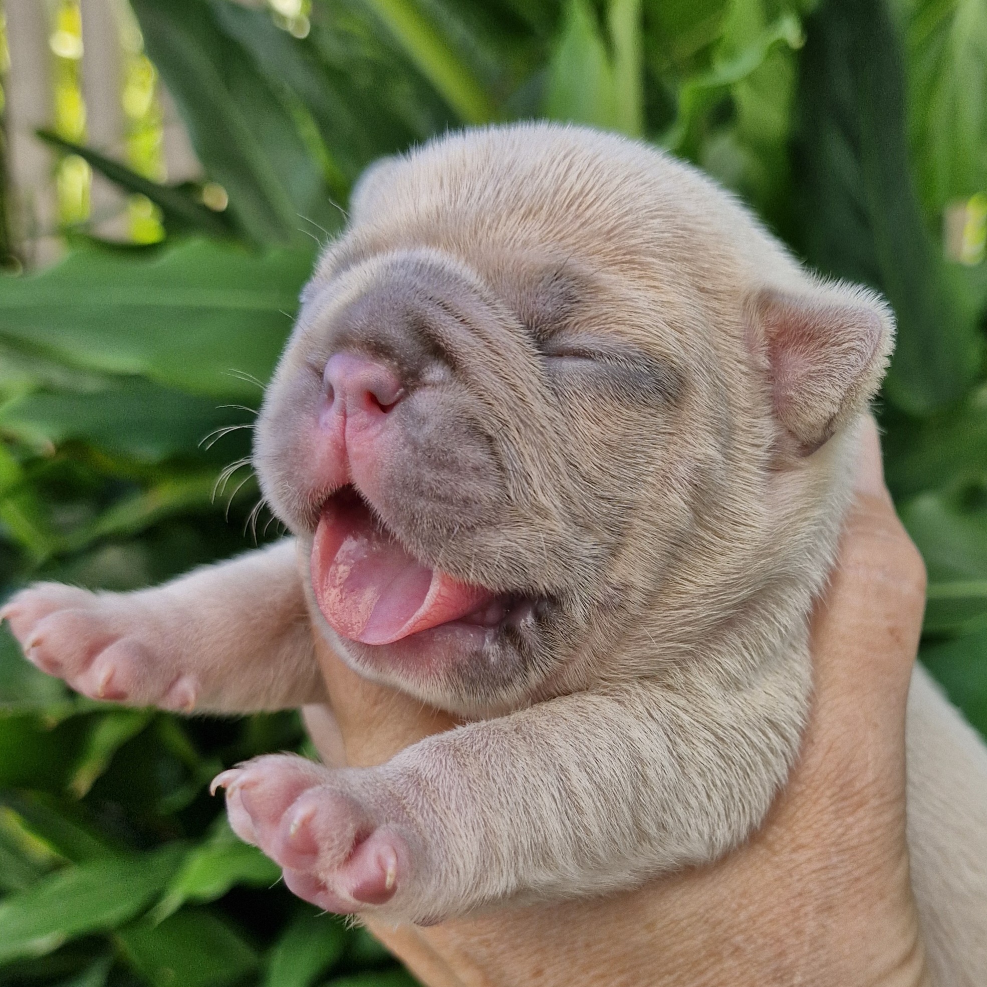Lilac fawn French Bulldog puppy