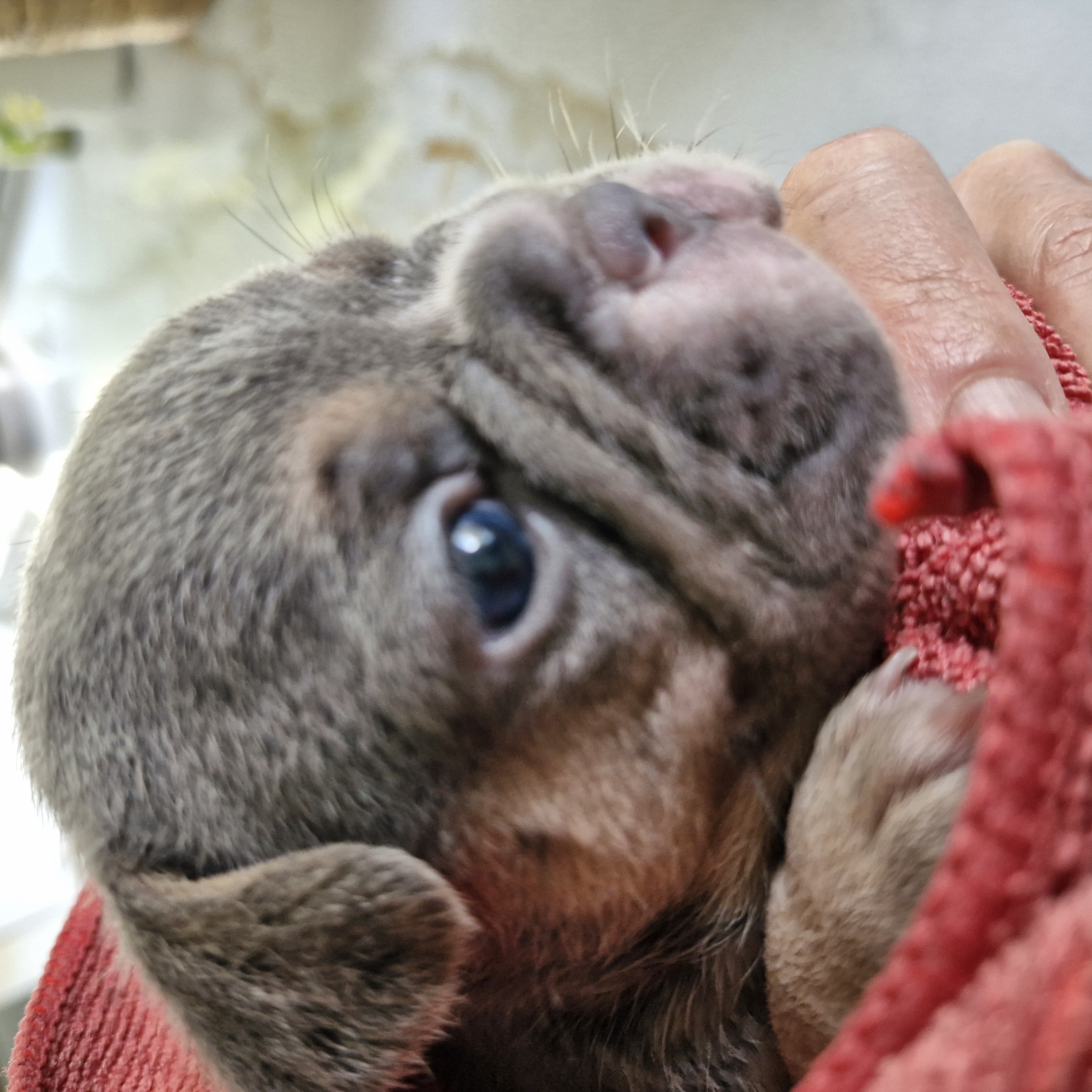 Lilac and tan French Bulldog puppy