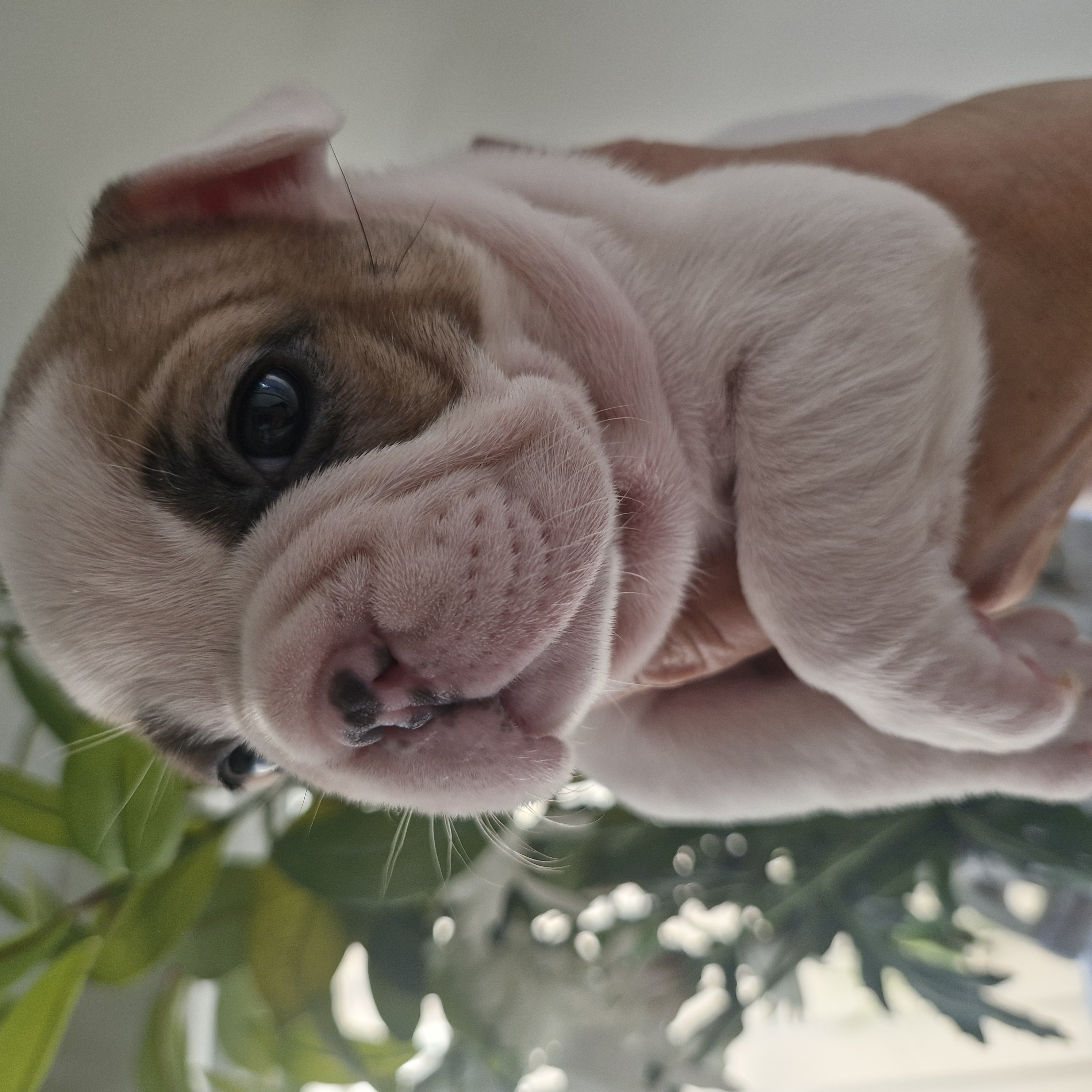 Pied French Bulldog puppy