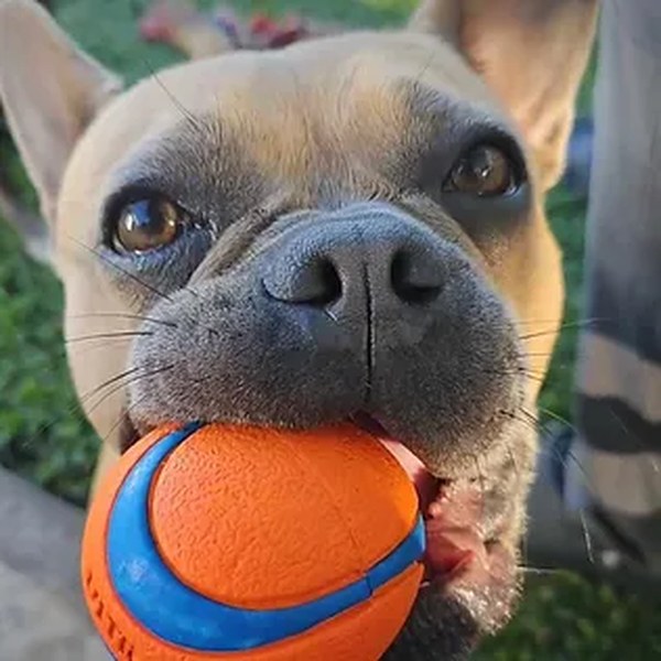 Storm, a Chaleureux French Bulldog