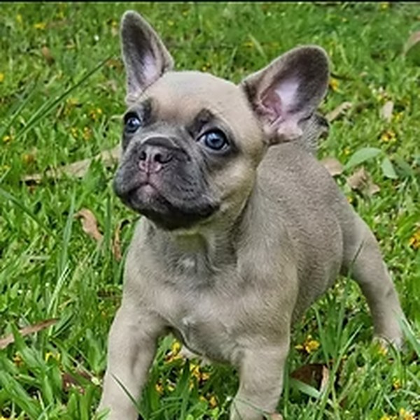 Presley, a Chaleureux French Bulldog puppy