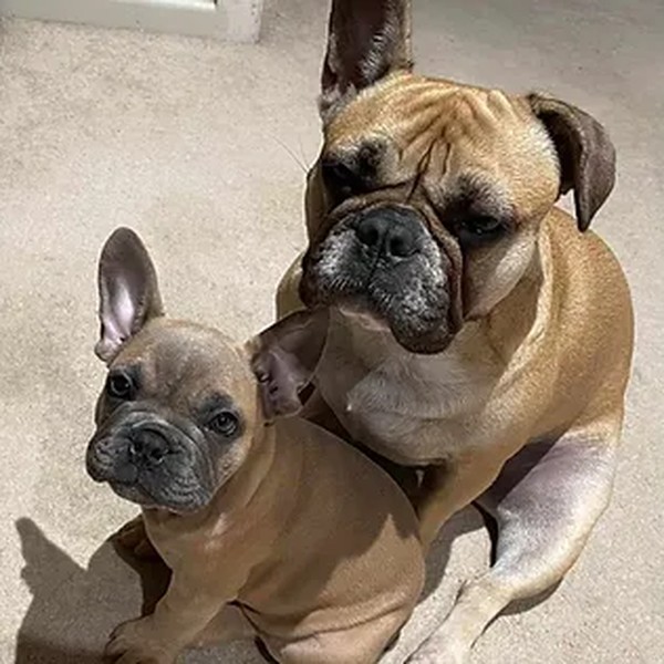 Pumpkin and Bandit