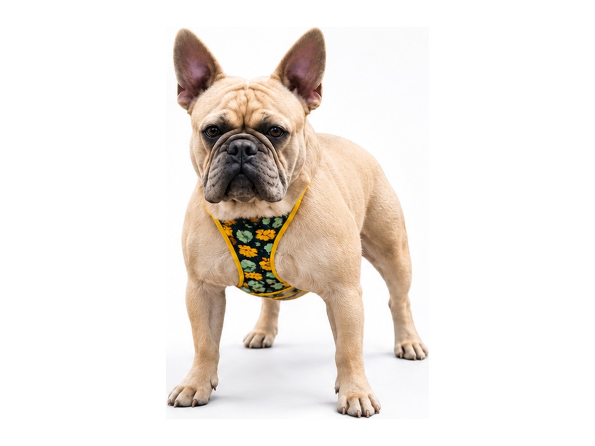 Amarco, blue fawn French Bulldog stud